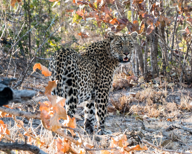 African Leopard 12