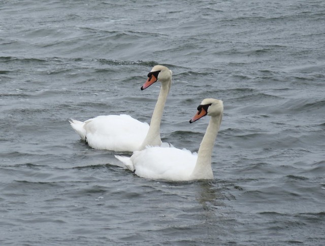 Swans on Accabonac