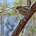 Flickr photo 'Yellow-rumped Warbler (Dendroica coronata)' by: Mary Keim.