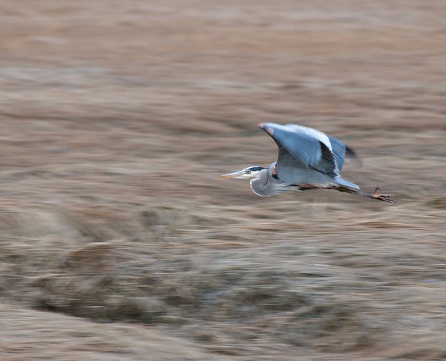 Panning a Great Blue Heron 1