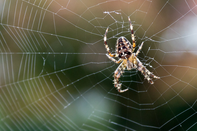 Garden Spider [In Explore 23.9.2016]