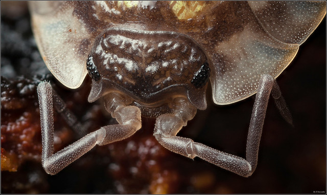 ~The Textural Terrestrial Isopod~