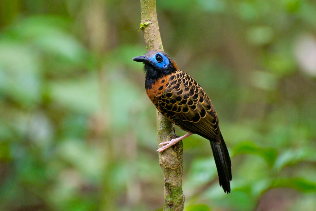 Ocellated Antbird (Phaenostictus mcleannani), Pipeline Road, Panama