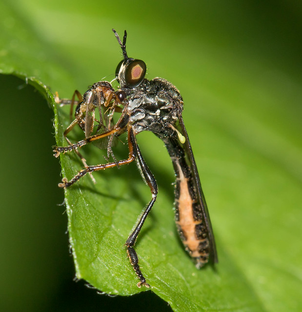Dioctria hyalipennis w/prey