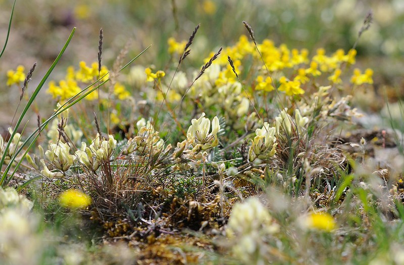 20180521-179F | Feld-Fahnenwicke (Oxytropis campestris) und Öländisches Sonnenröschen (Helianthemum oelandicum) im Möckelmossen, Stora Alvaret. Öland / Schweden, 21.05.2018