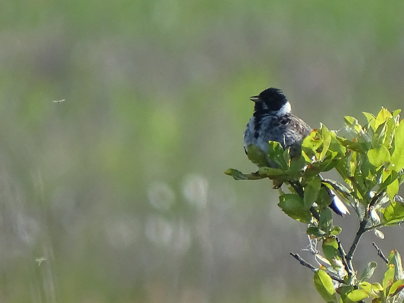 Reed Bunting flying