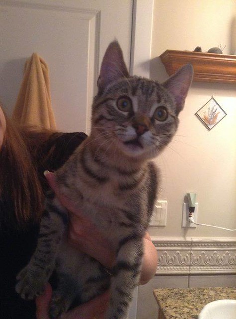 Found brown young tabby in #Mountview is at McKnight 24 Hour Veterinary Hospital pls rt watch share to help reunite! YYC Pet Recovery shared Murray Bell's post. July 21st, Found tiny 2 month old brown female tabby in Mountview. Can be reunited at McKnight