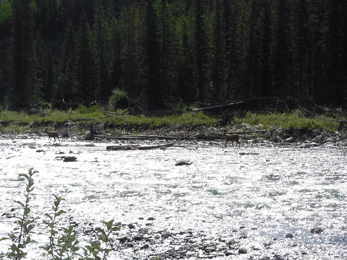 a day by the elbow river kananaskis alberta canada 2018 july