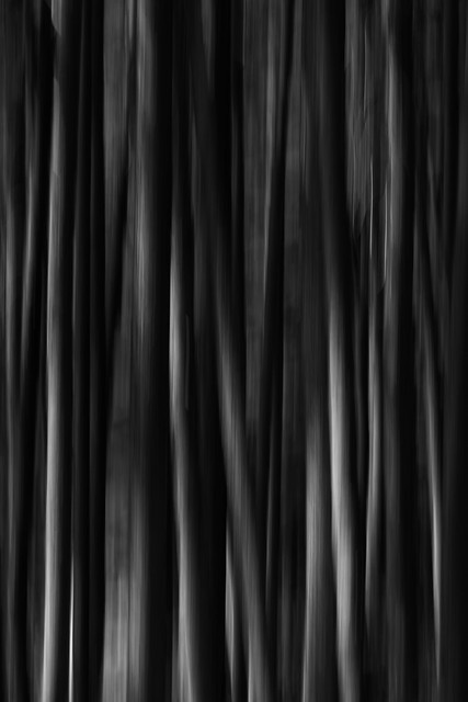Pine trees abstract