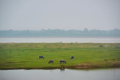 Water buffalo grazing by the river