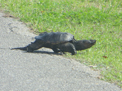 20180224 28 Turtle, St. Vincent National Wildlife Refuge