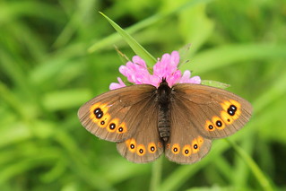 Mount Dajti National Park - butterfly 8 | by Journey of A Thousand Miles