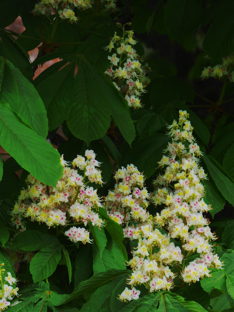 Horse Chesnut Flowers