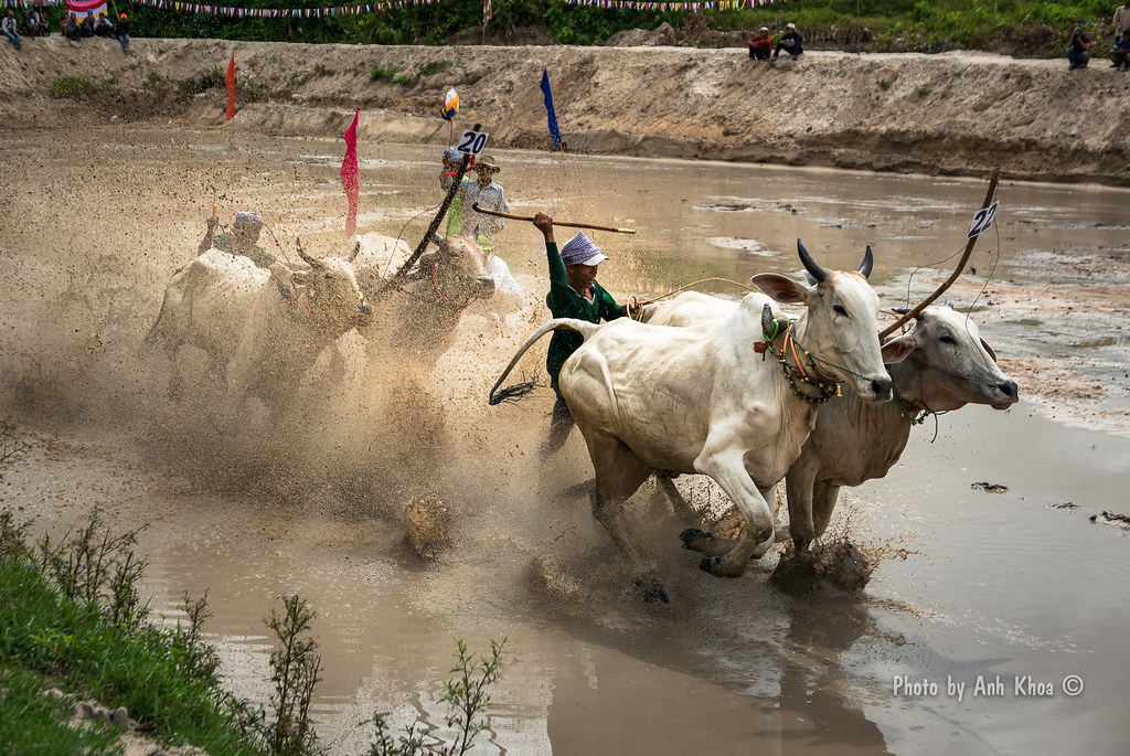 Cow race | www.vnphoto.net/forums/showthread.php?t=199388&pa… | Flickr