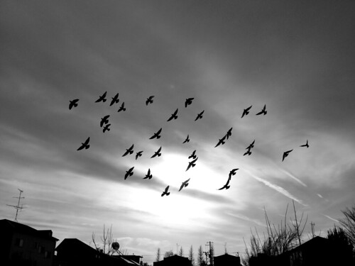 winter sky blackandwhite bw cloud monochrome birds japan landscape mono tokyo cityscape pigeons straightphoto afterfocus hueless iphoneography iphone4s