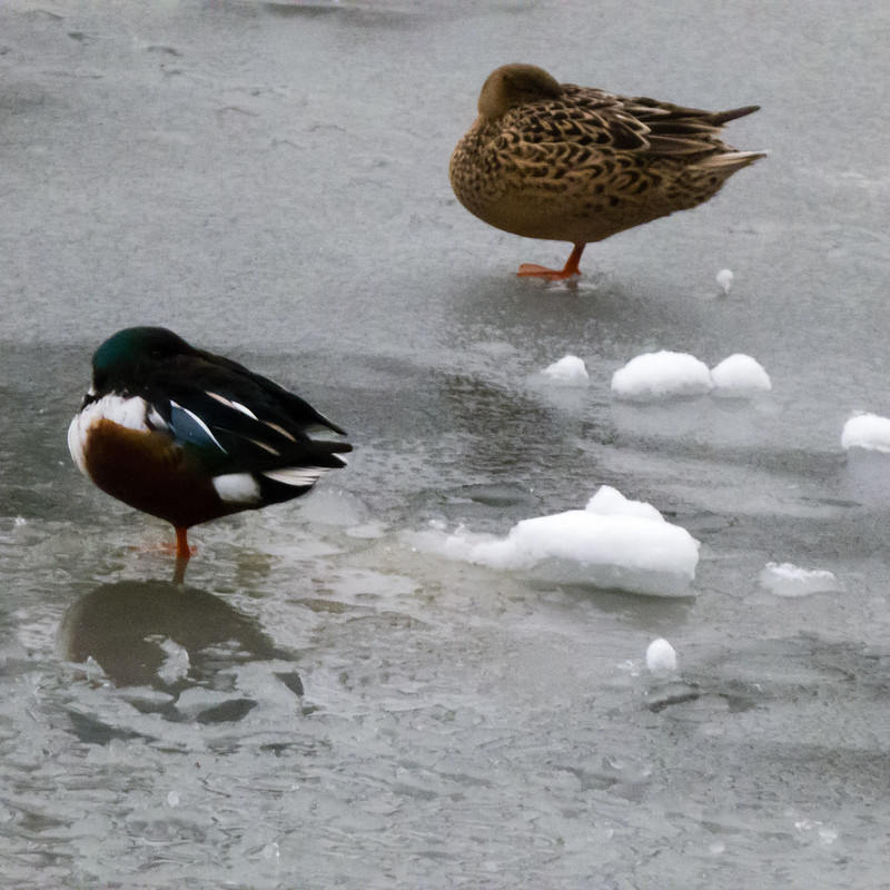 Female mallard and male shoveller standing on ice