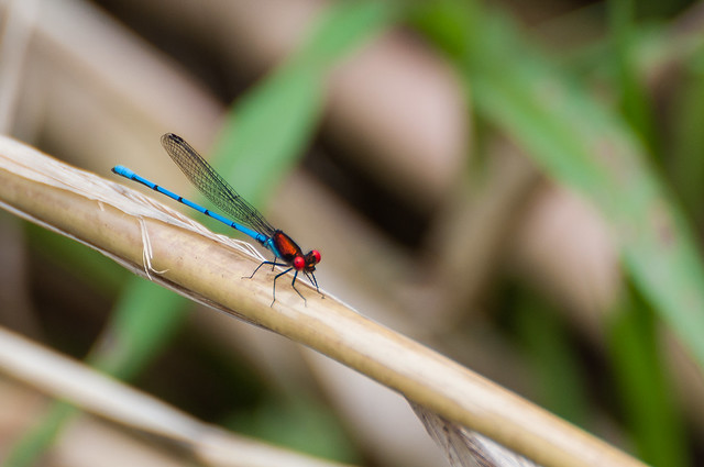 Erythromma najas - Red eyed damselfly - la Naïade aux yeux rouges - 31/03/2012 17h24