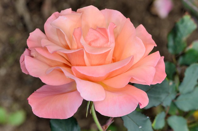 玫瑰品種：托斯卡尼艷陽下
