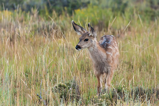 Wide Eyed Innocence | Wide Eyed Innocence Mule Deer Fawn Bry… | Flickr