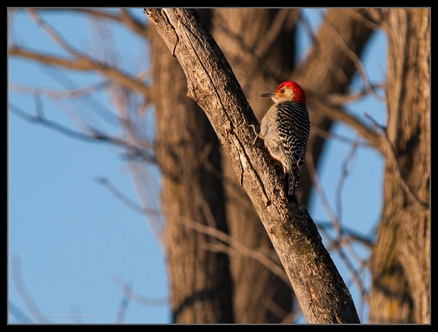 say hello to my little friend: woody woodpecker