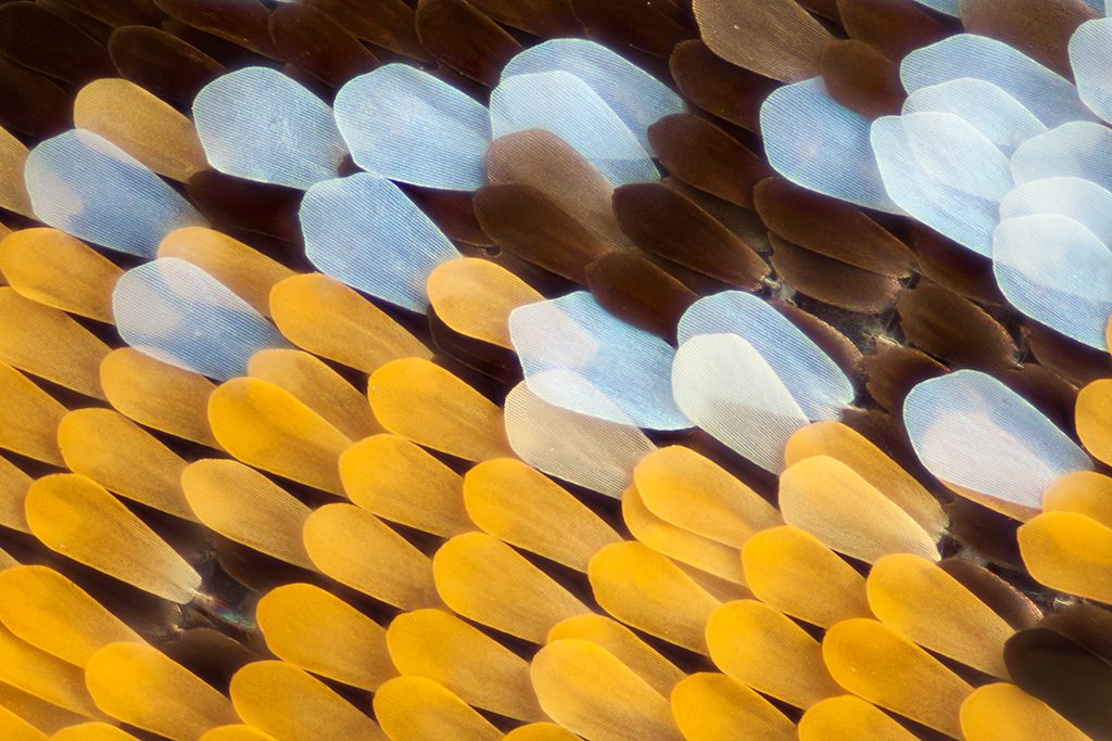 Пыльца крылья. Чешуйки на крыльях бабочек под микроскопом. Хитиновые чешуйки бабочки микроскопом. Чешуйки бабочек морфид под микроскопом. Крыло бабочки под микроскопом.