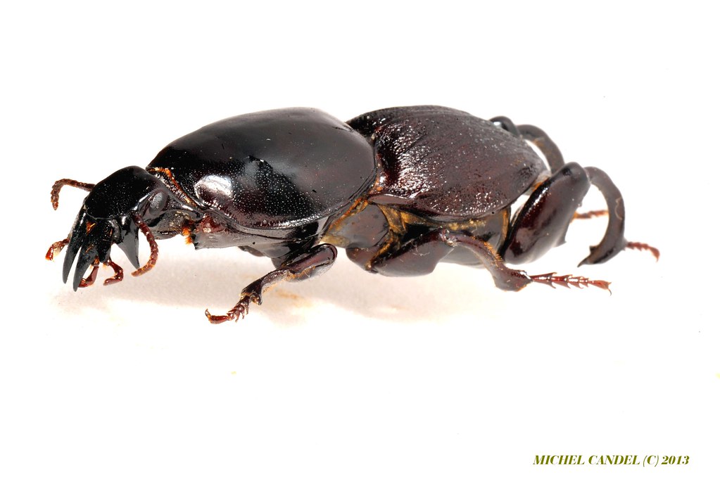 Hypocephalus armatus - mâle - Cérambycidae - Mato grosso -… | Flickr