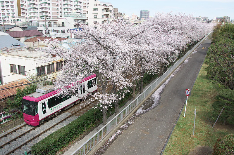桜咲く都電荒川線沿線風景