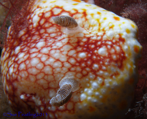 Meshed Chromodoris | by Fishtracker