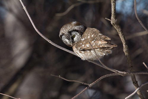 Boreal Owl