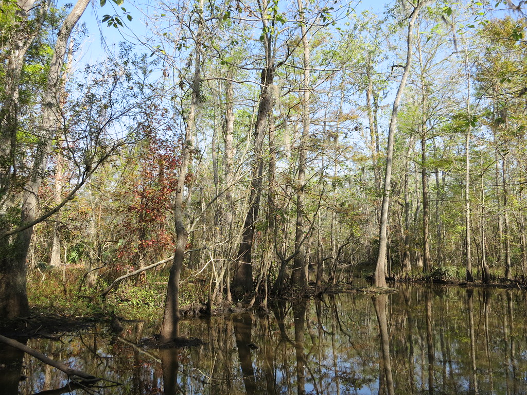 Swamp Tour!
