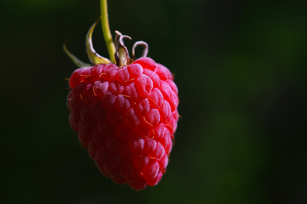 Raspberry Flickr Raspberry | Today we made some marmelade using the last froz… | Flickr