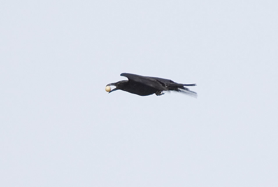 A Crow Flying With an Egg in its Mouth!