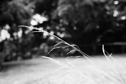Delicate | by VirtualWolf