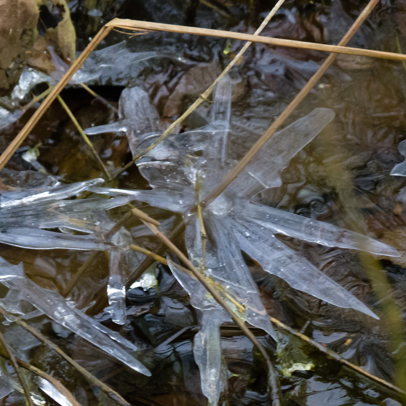 Ice flowers