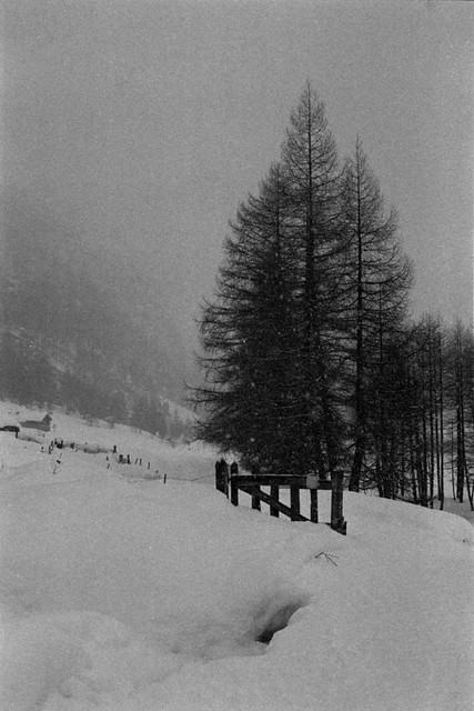 snow & tree