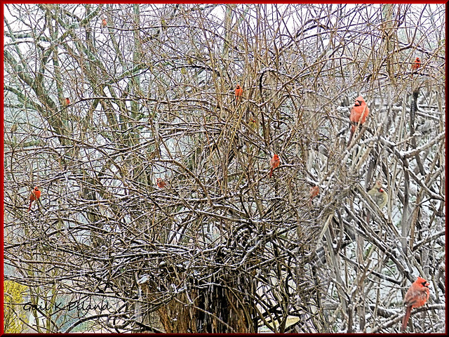 Red birds and Snow in Georgia