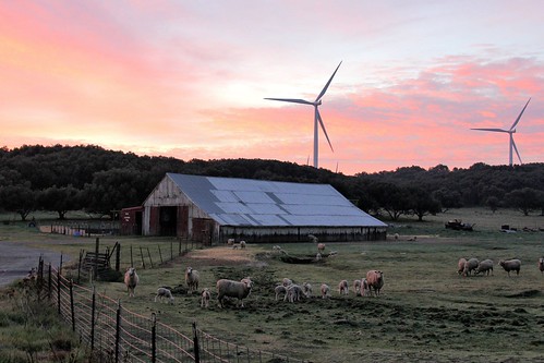 barn sunrise sheep farm solanocounty montezumahills
