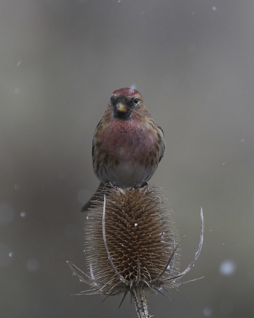 Lesser Redpoll in the Snow