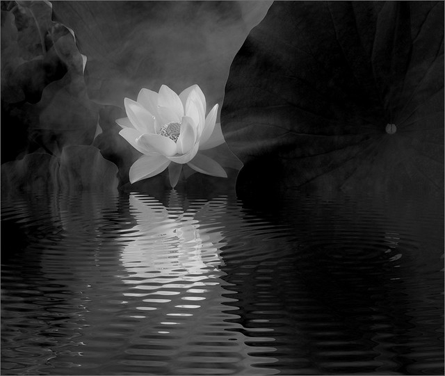 White Lotus Reflections in Black and White - IMGP6812-82X97-bw-800