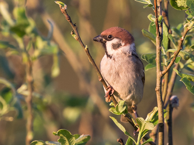 Tree Sparrow No. 9 - Feldsperling Nr. 9 (Joe)