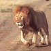 Sense lleons a l'Àfrica