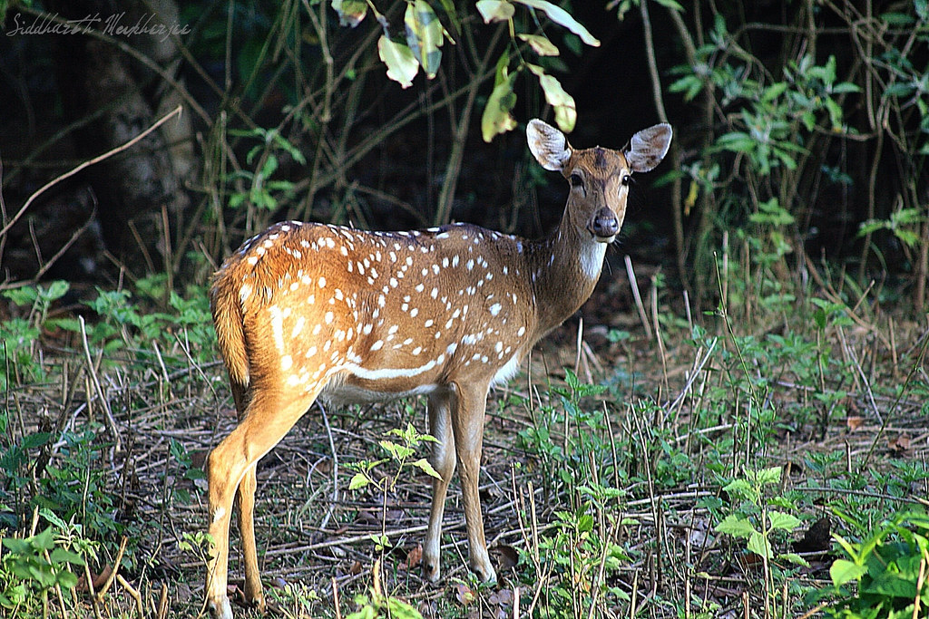 Spotted deer | @ Nagarahole Forest Range The chital or cheet… | Flickr