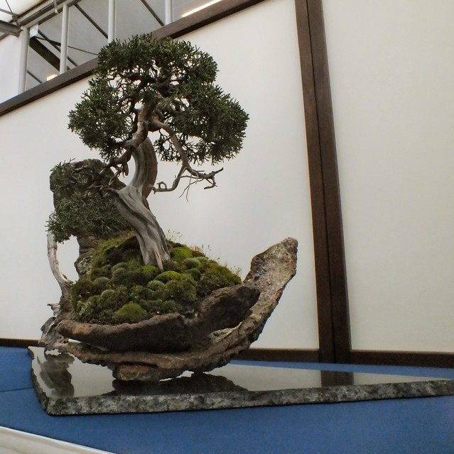 bonsai expositie