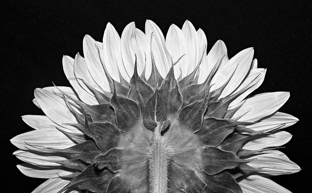 sunflower B&W version
