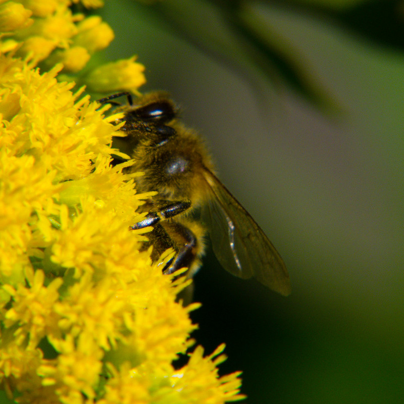 Honey bee on golden rod flowers