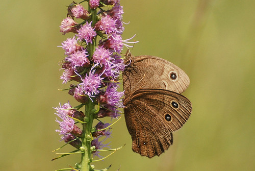 gensburgmarkhamprairie illinois markham brushfoots butterfly commonwoodnymph insect satyrs blazingstar