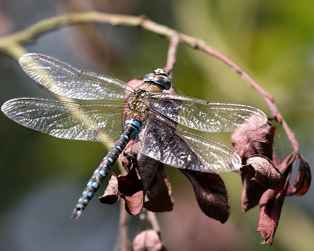 Autumnal Dragonfly