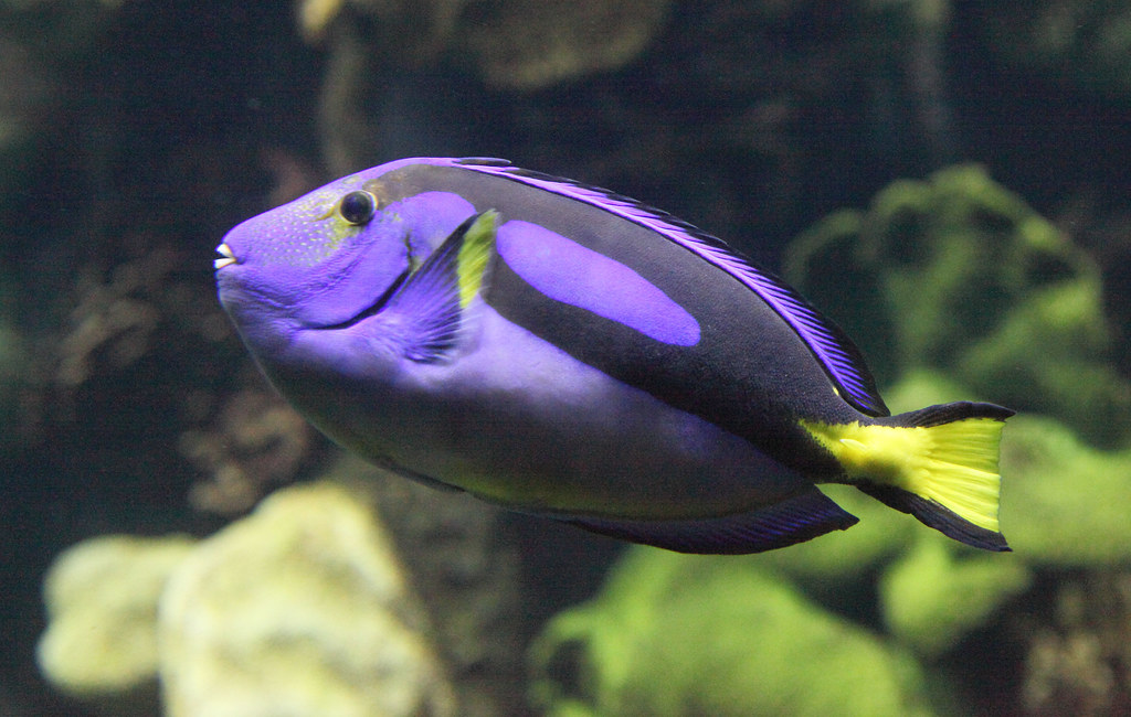 Dirpy Fish What Type Of Fish Is Dory