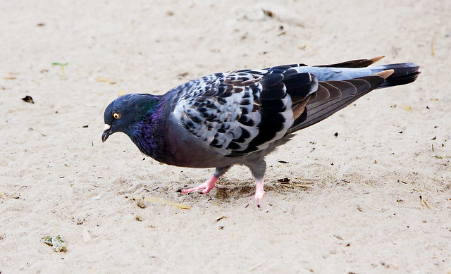 Pigeon in Florida
