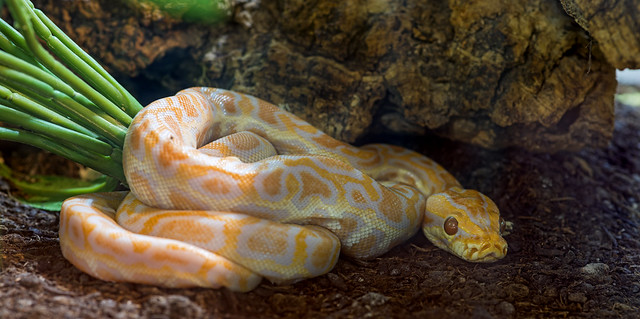 White and orange snake